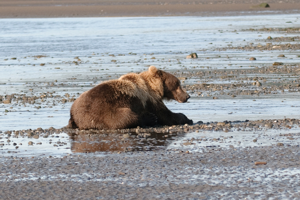 Alaskan Grizzly 1.JPG