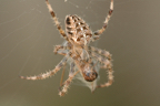Harvest Spider.JPG